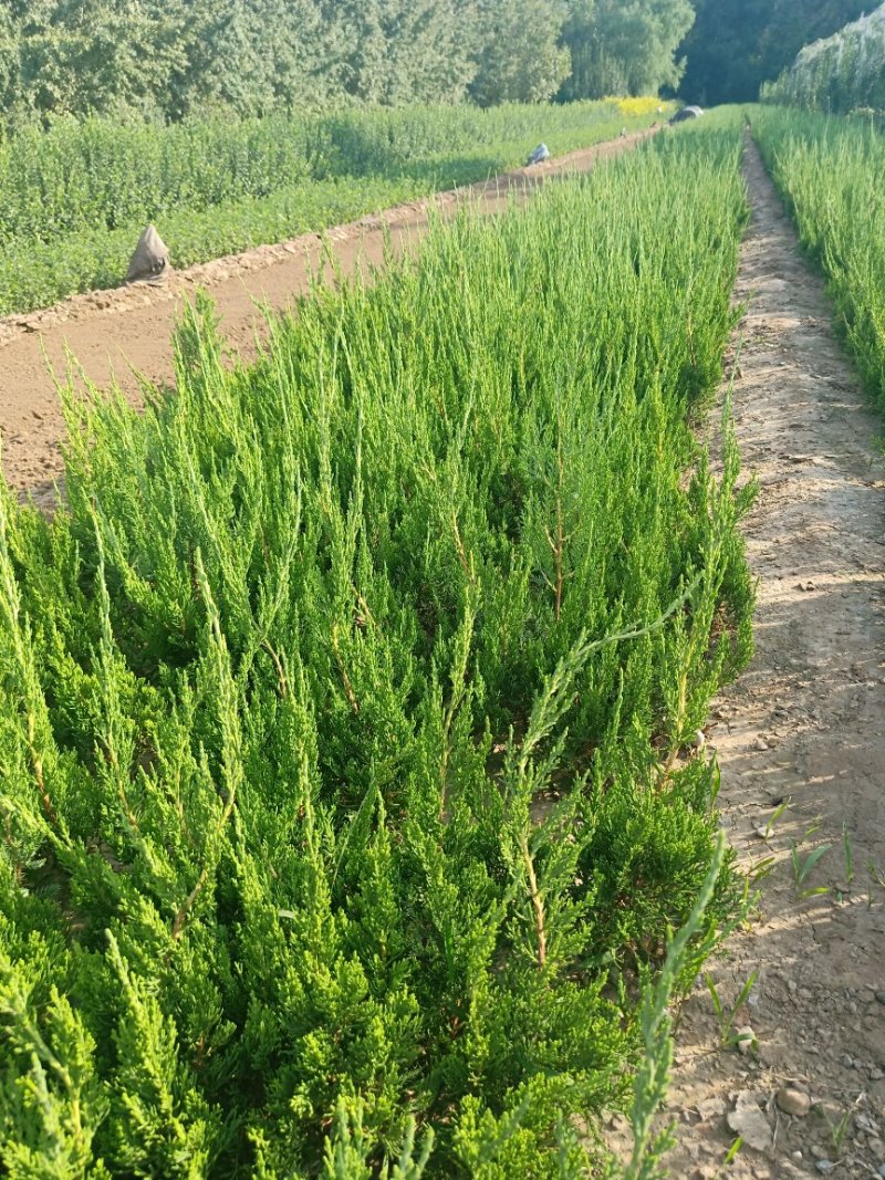 龙柏基地直供量大从优