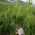 龙柏基地直供量大从优