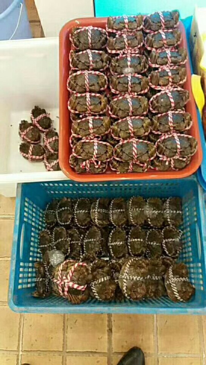 固城湖高淳大闸蟹