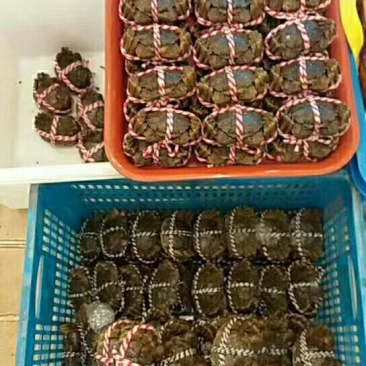 固城湖大闸蟹