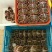 固城湖大闸蟹
