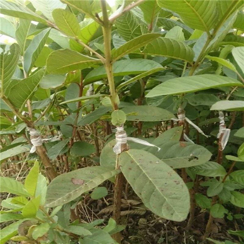 西瓜芭乐番石榴苗四季珍珠番石榴苗