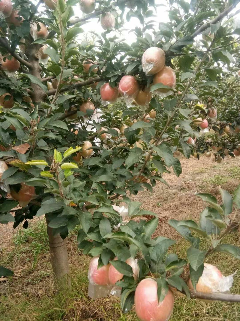 富士苹果膜袋大量供应馆陶县众康果品站