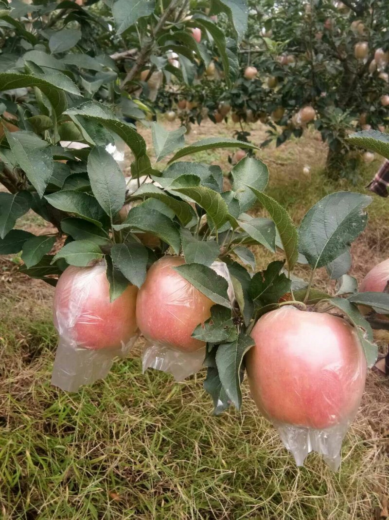 富士苹果膜袋大量供应馆陶县众康果品站