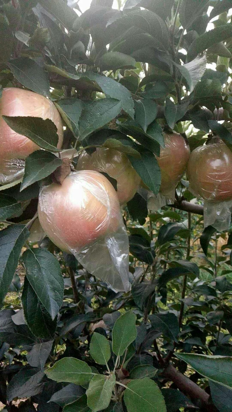 富士苹果膜袋大量供应馆陶县众康果品站