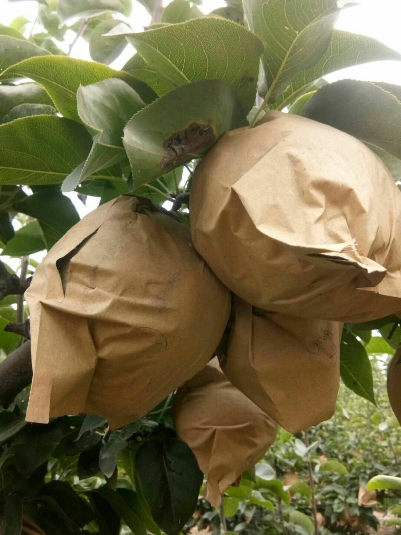 馆陶县众康果品站大量供应秋月梨各种水果，