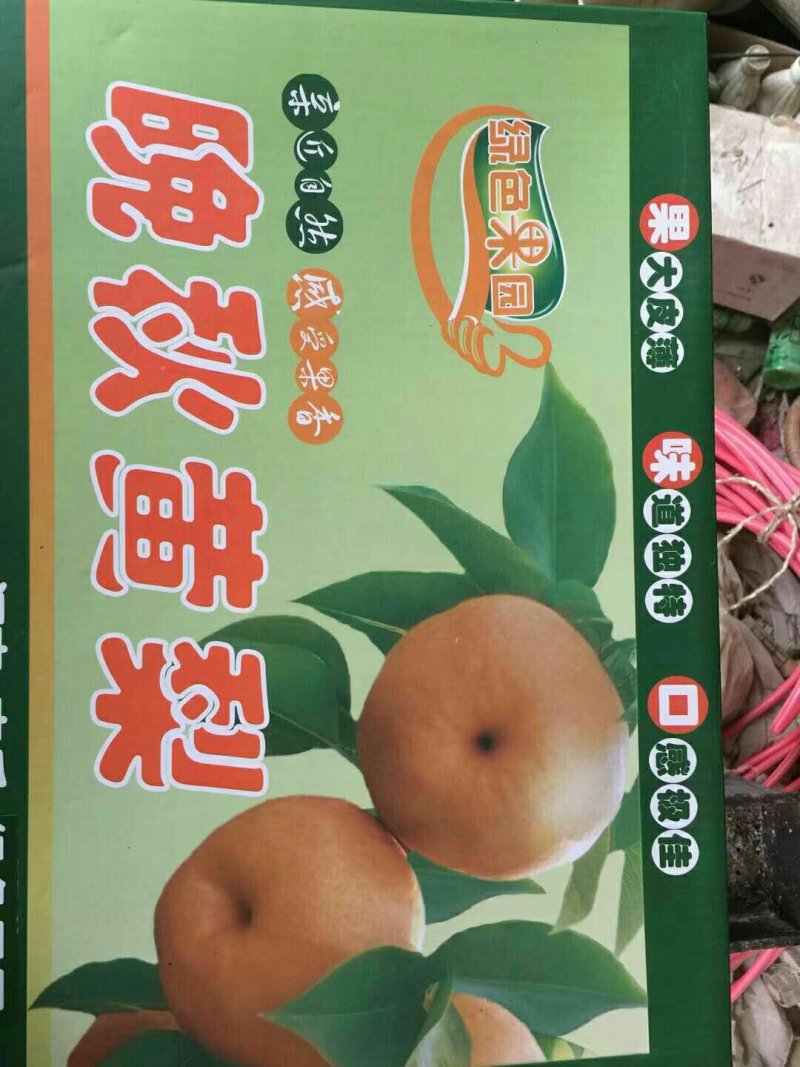 馆陶县众康果品站大量供应秋月梨各种水果，