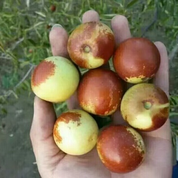 沾化冬枣