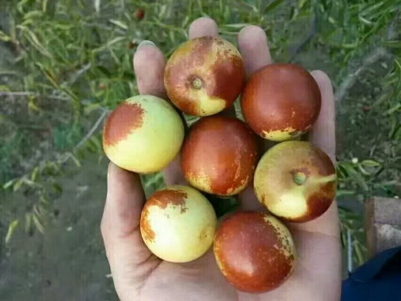 沾化冬枣