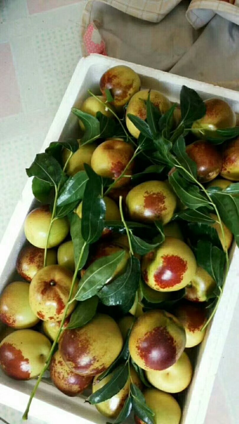 沾化冬枣