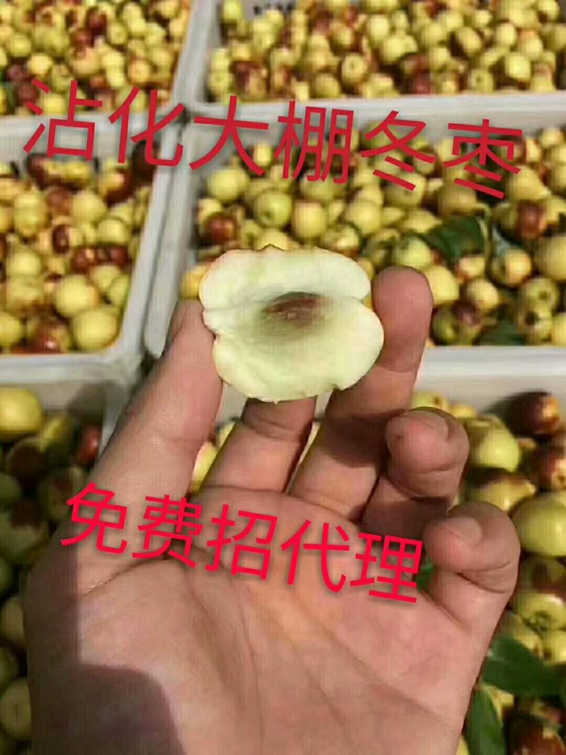 沾化冬枣