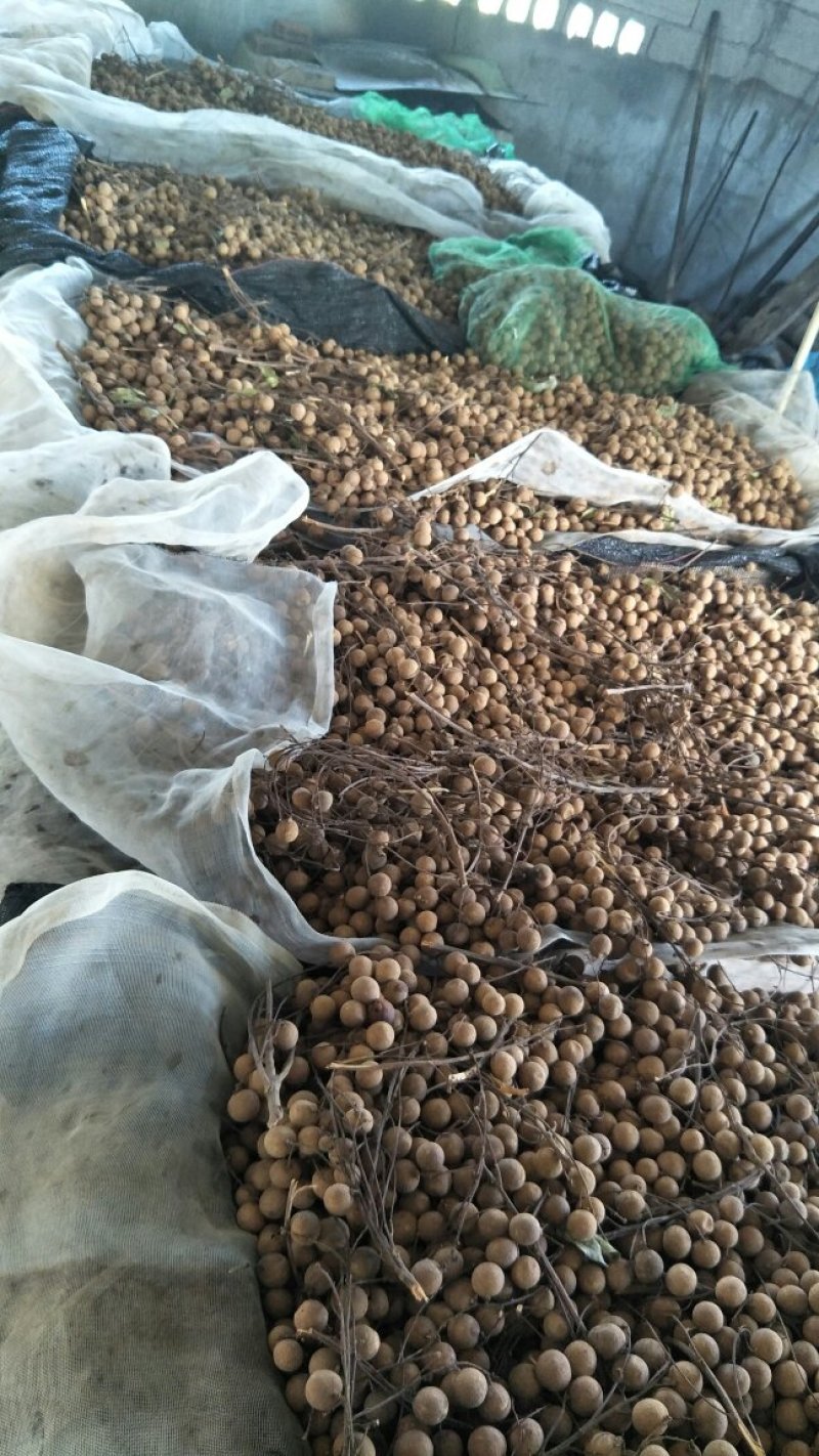 桂圆