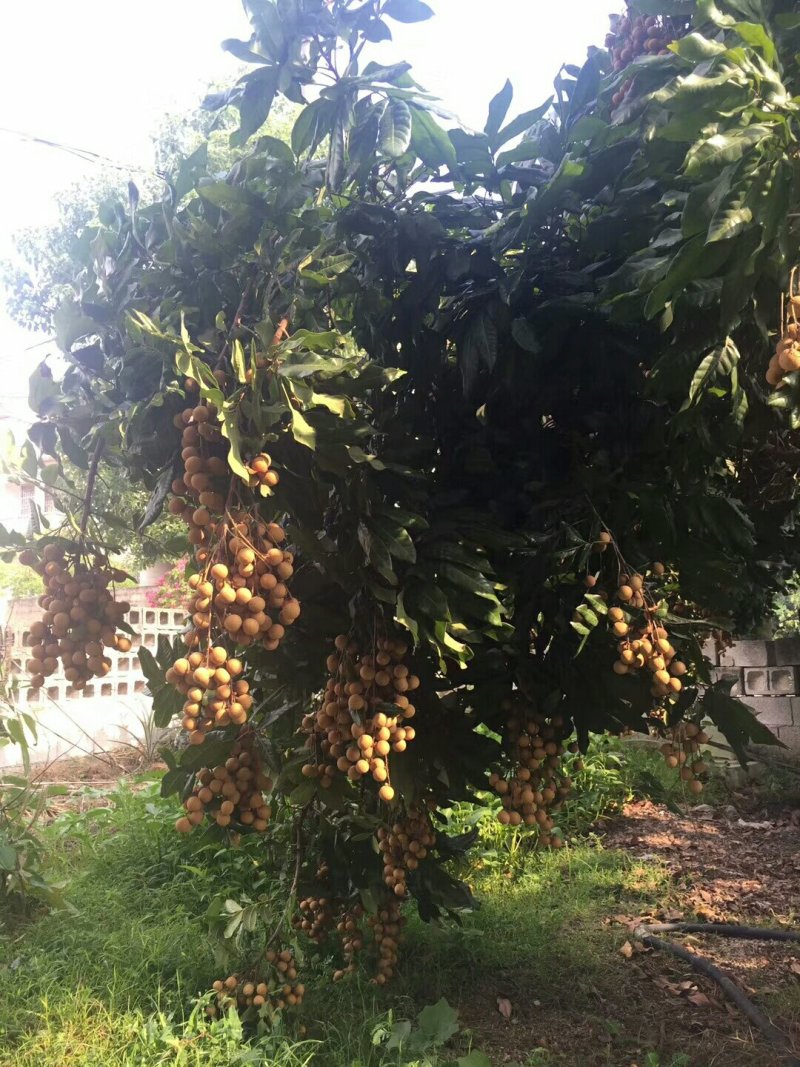 桂圆
