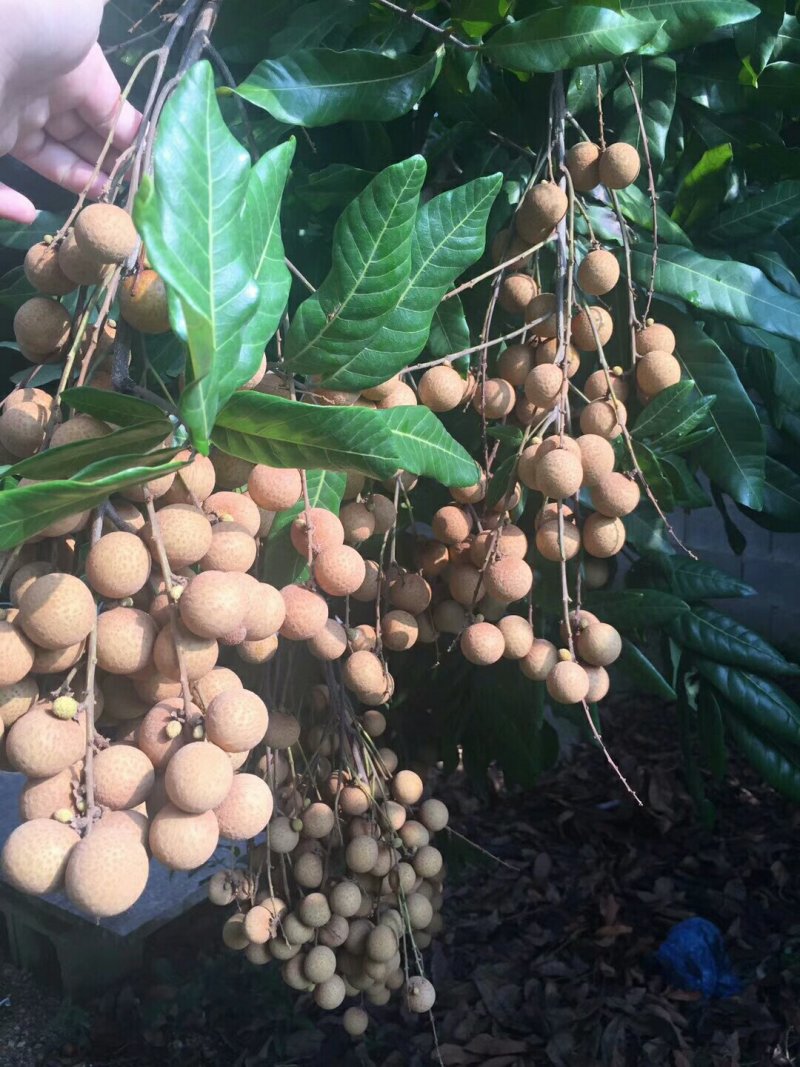 桂圆
