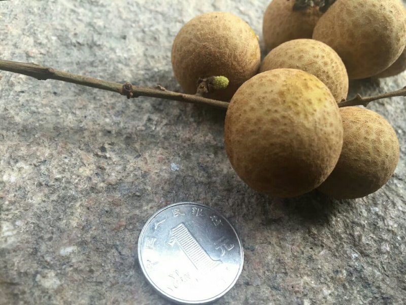桂圆