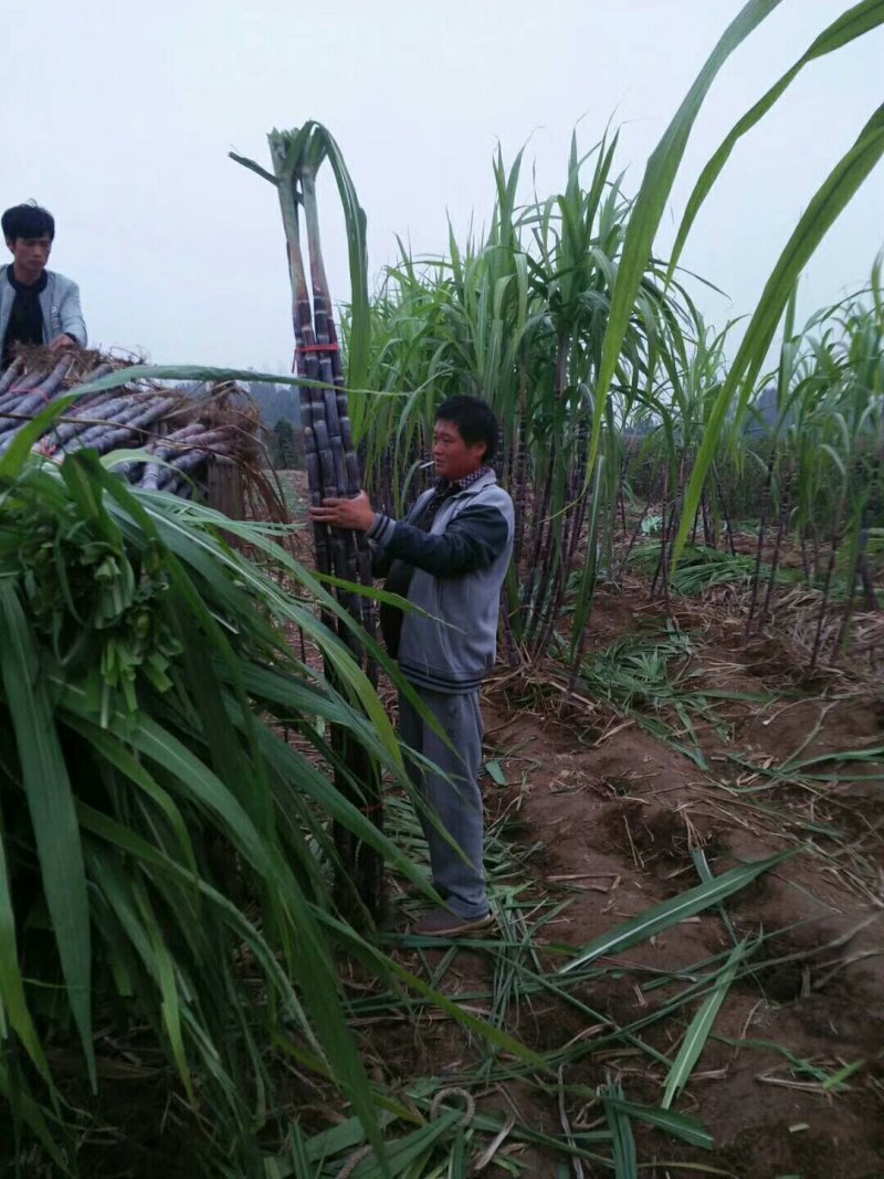 黑皮甘蔗大量上市中，脆甜可口，欢迎前来选购