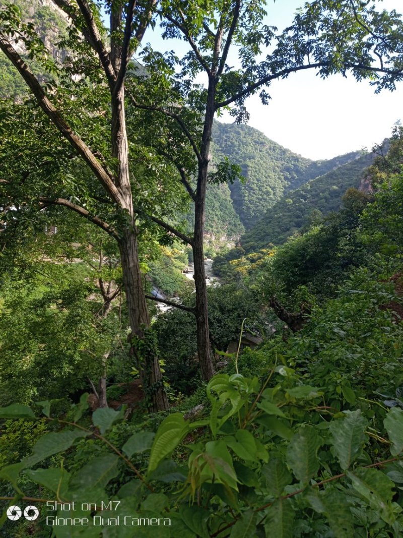 出售铁核桃