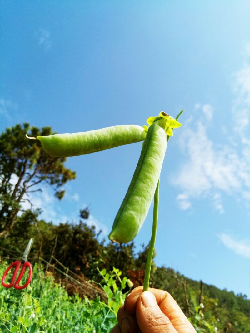 豌豆