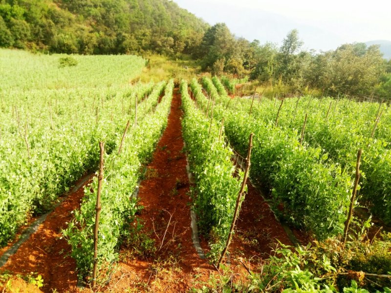 豌豆