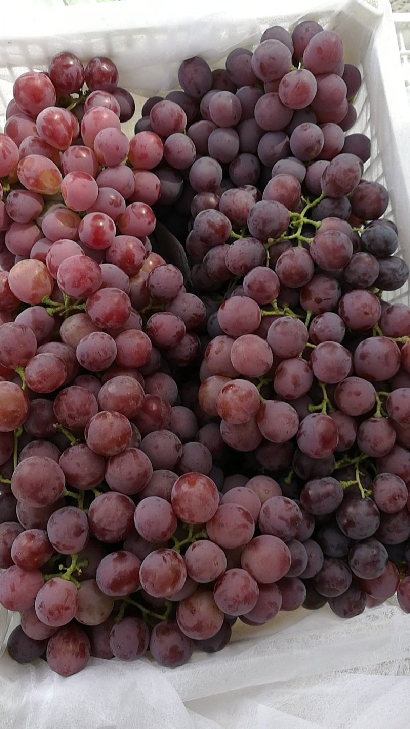 新疆红提，自然成熟，糖度高，耐存。