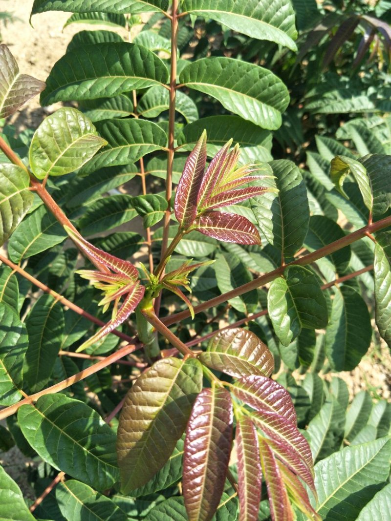 香椿树苗大棚红油香椿树苗矮化香椿苗占地香椿树