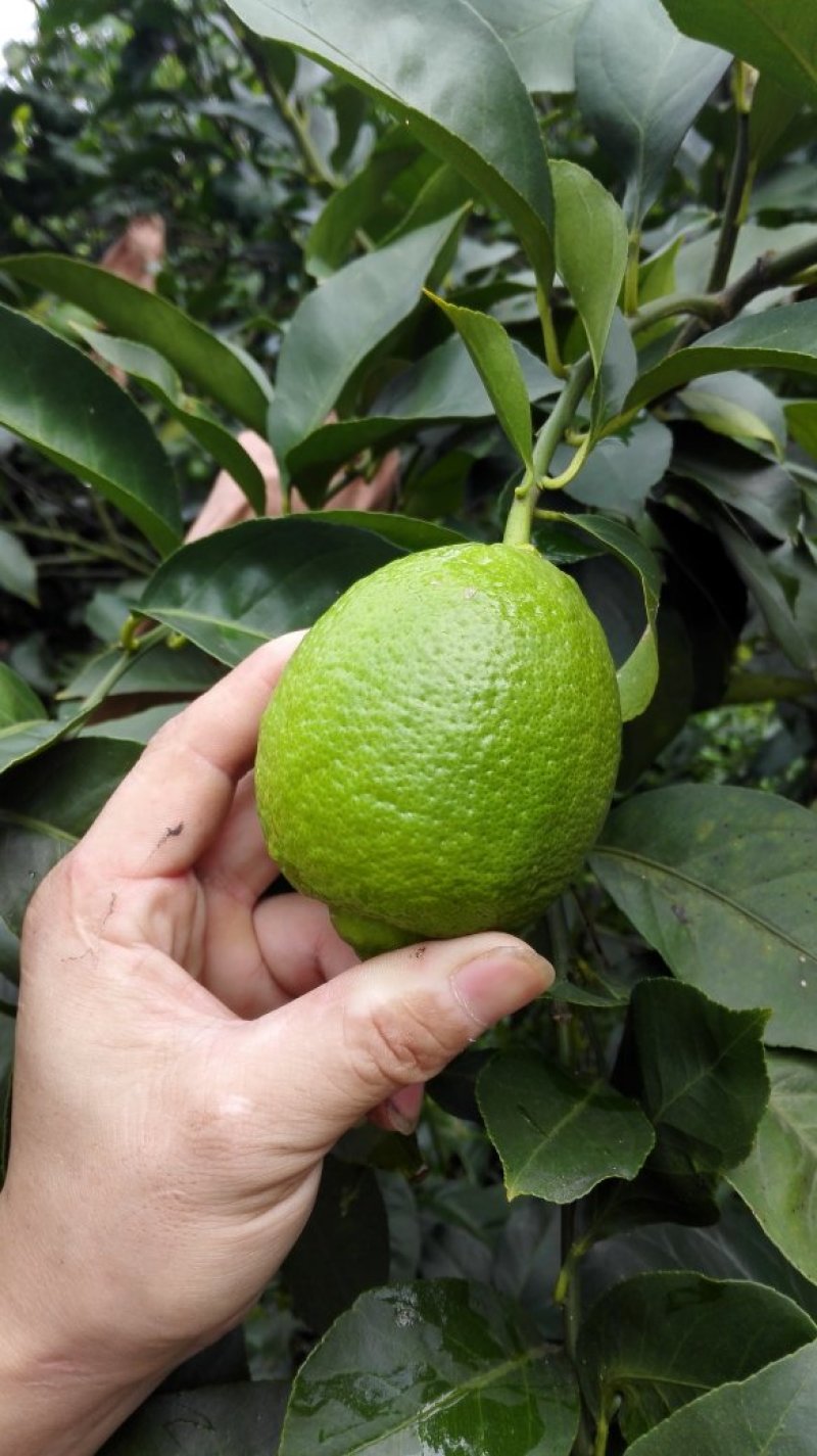 新鲜上市柠檬