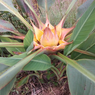 花卉苗木地涌金莲千瓣莲花货量有限喜欢的可以提前预定