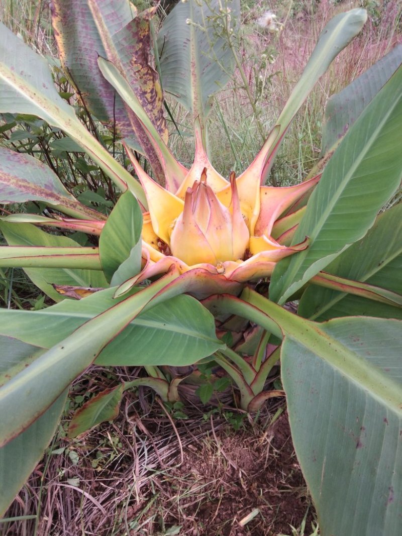 花卉苗木地涌金莲千瓣莲花货量有限喜欢的可以提前预定