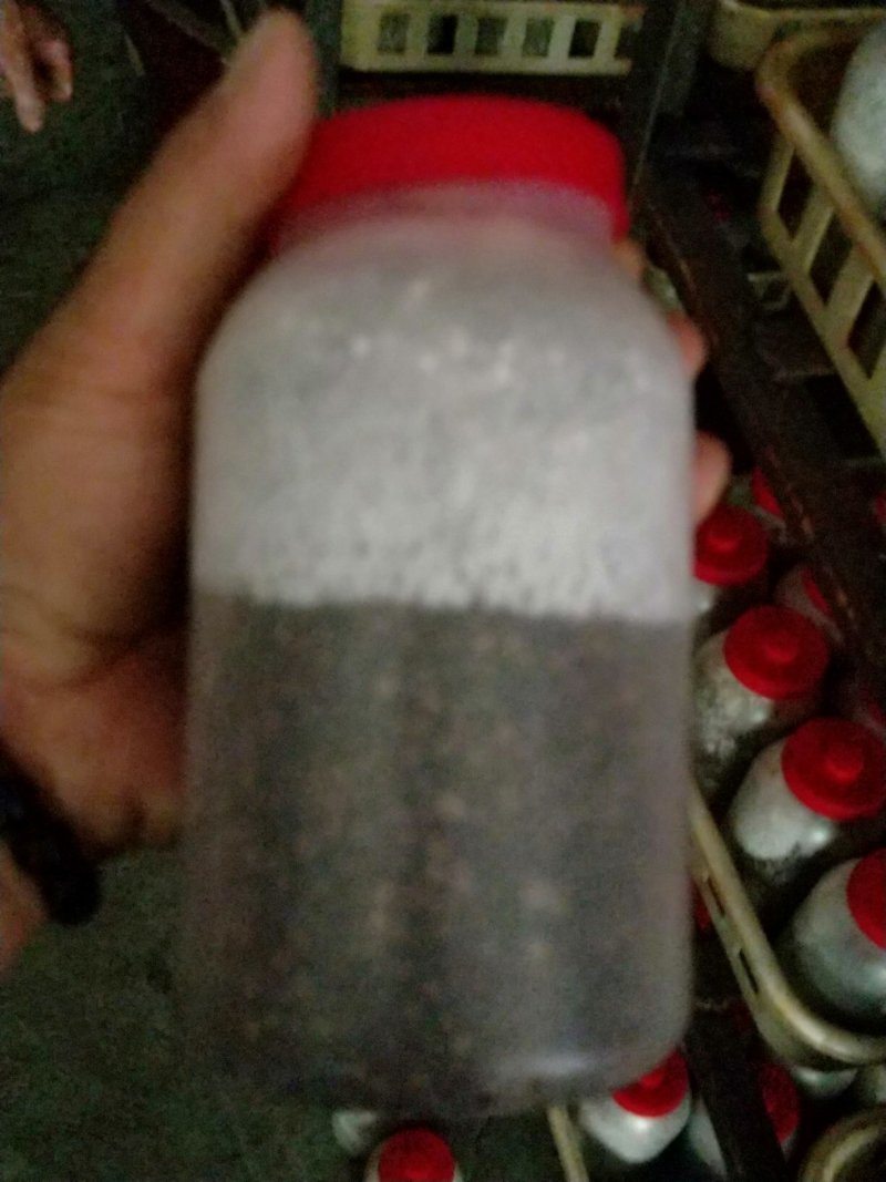 高产优质抗病平菇菌棒