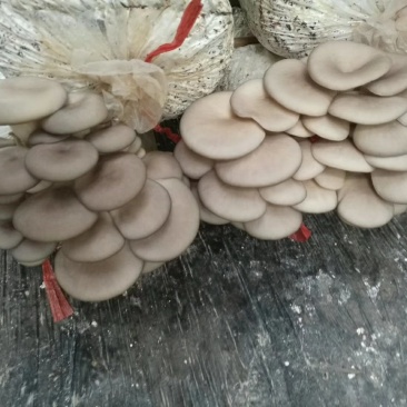高产优质抗病平菇菌棒