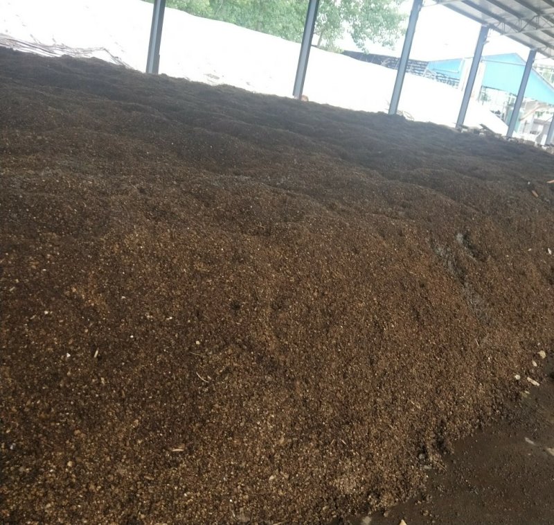 高产优质抗病平菇菌棒