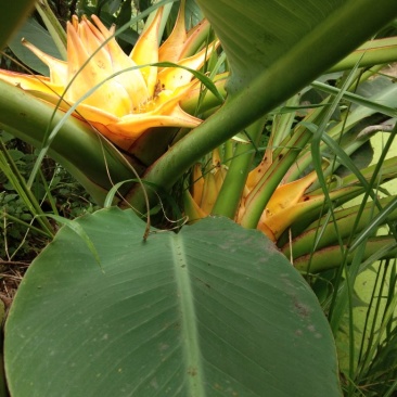 花卉盆景地涌金莲千瓣莲花成活率高一年四季可种