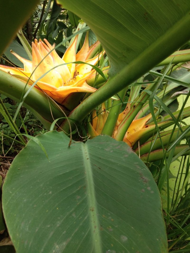 花卉盆景地涌金莲千瓣莲花成活率高一年四季可种