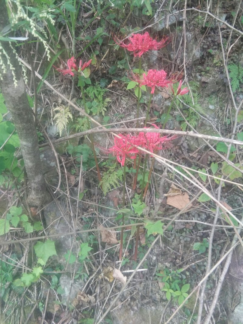 野生红花石蒜