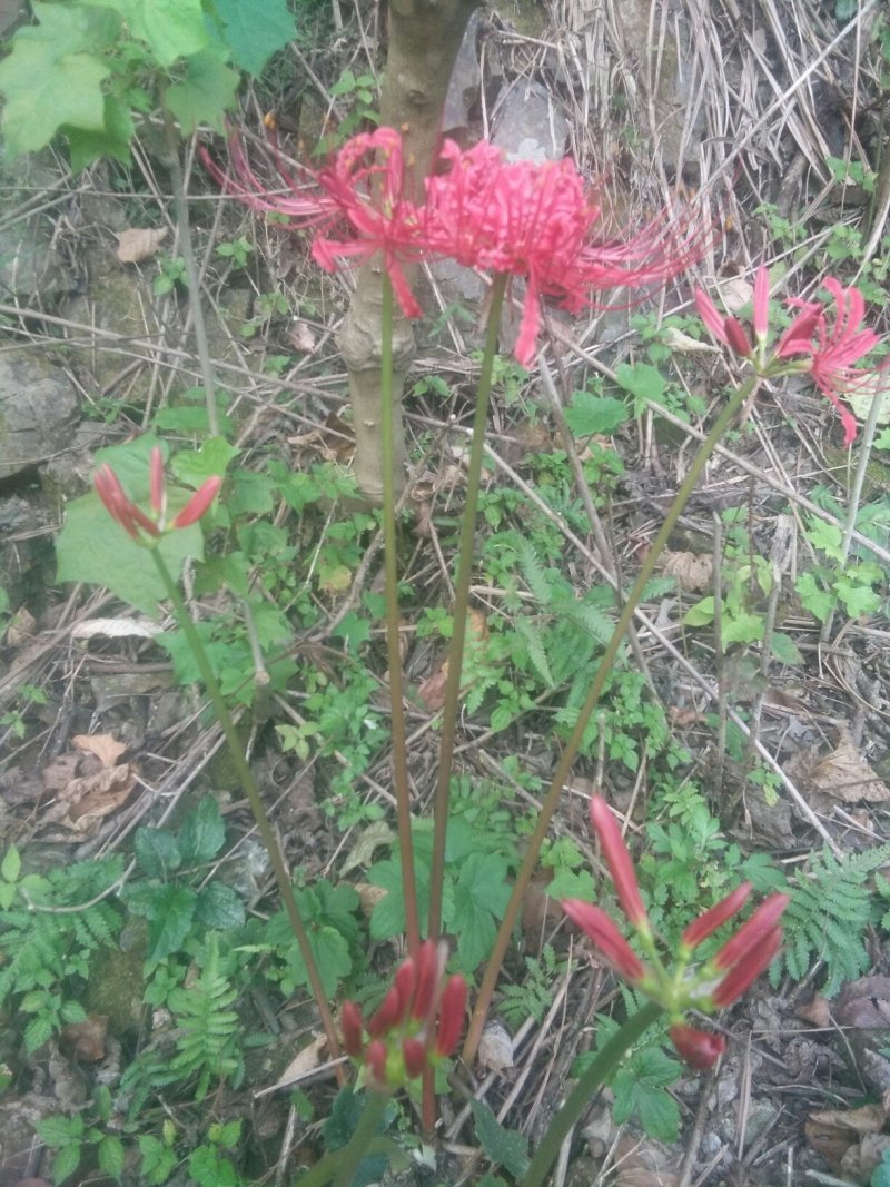 野生红花石蒜