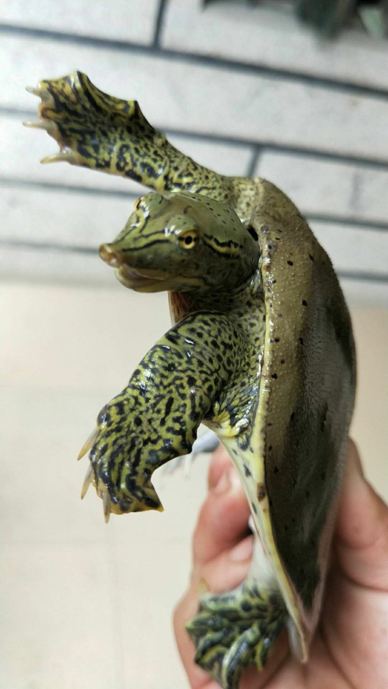 野生甲鱼