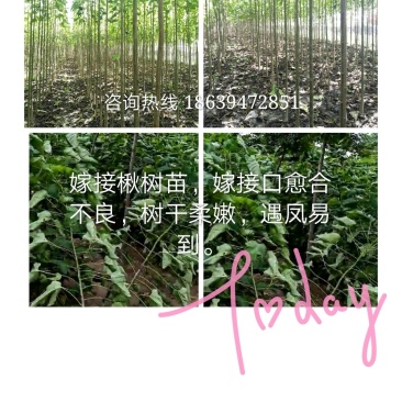 楸树苗