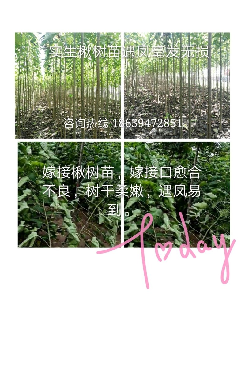 楸树苗