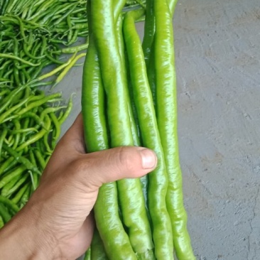 线椒