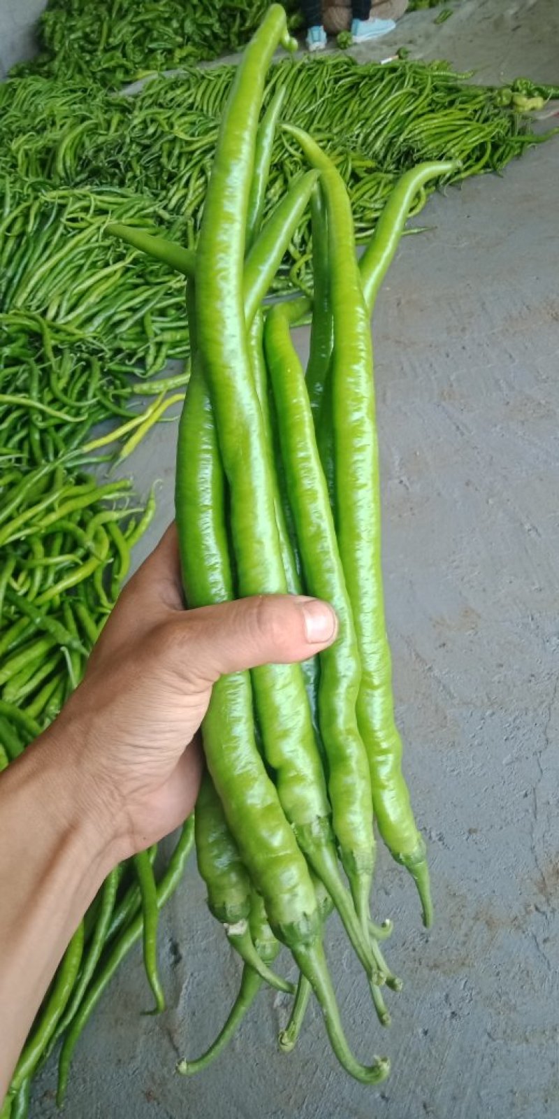 线椒