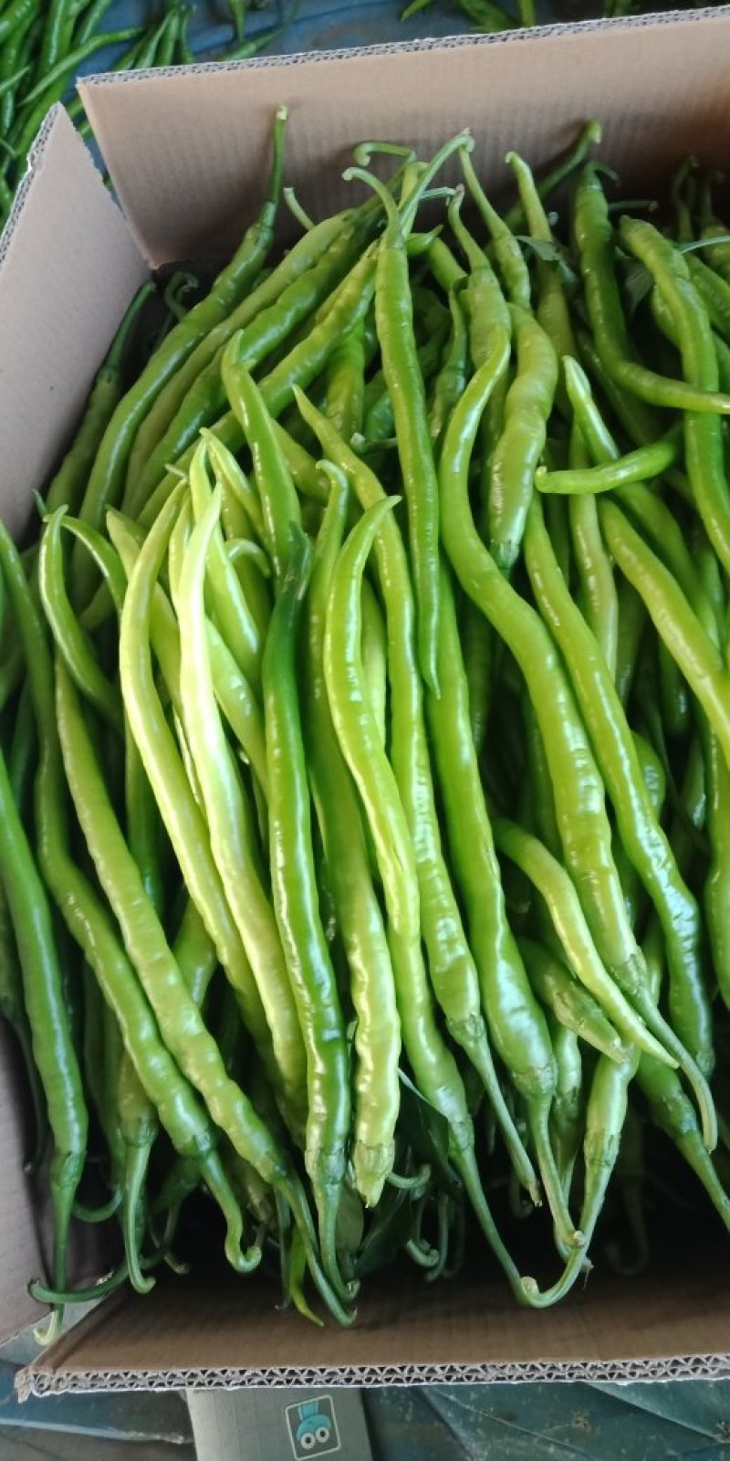 线椒