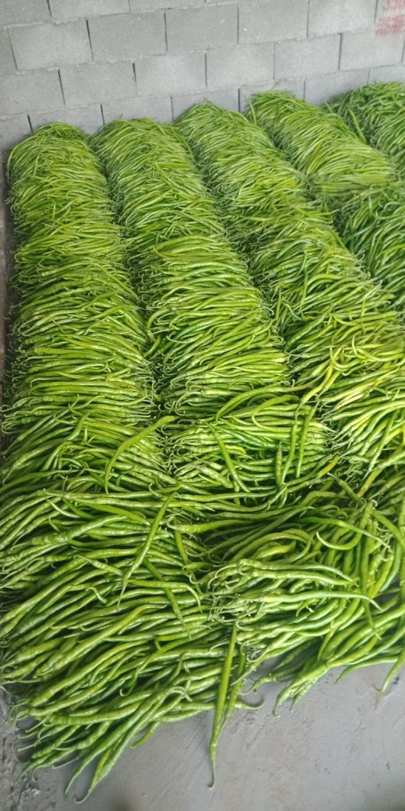 线椒