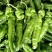 尖椒大量上市欢迎来电咨询