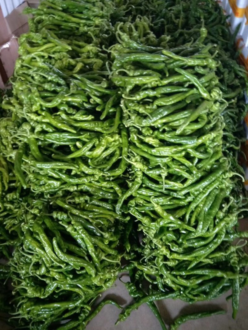 螺丝椒大量上市欢迎来电咨询