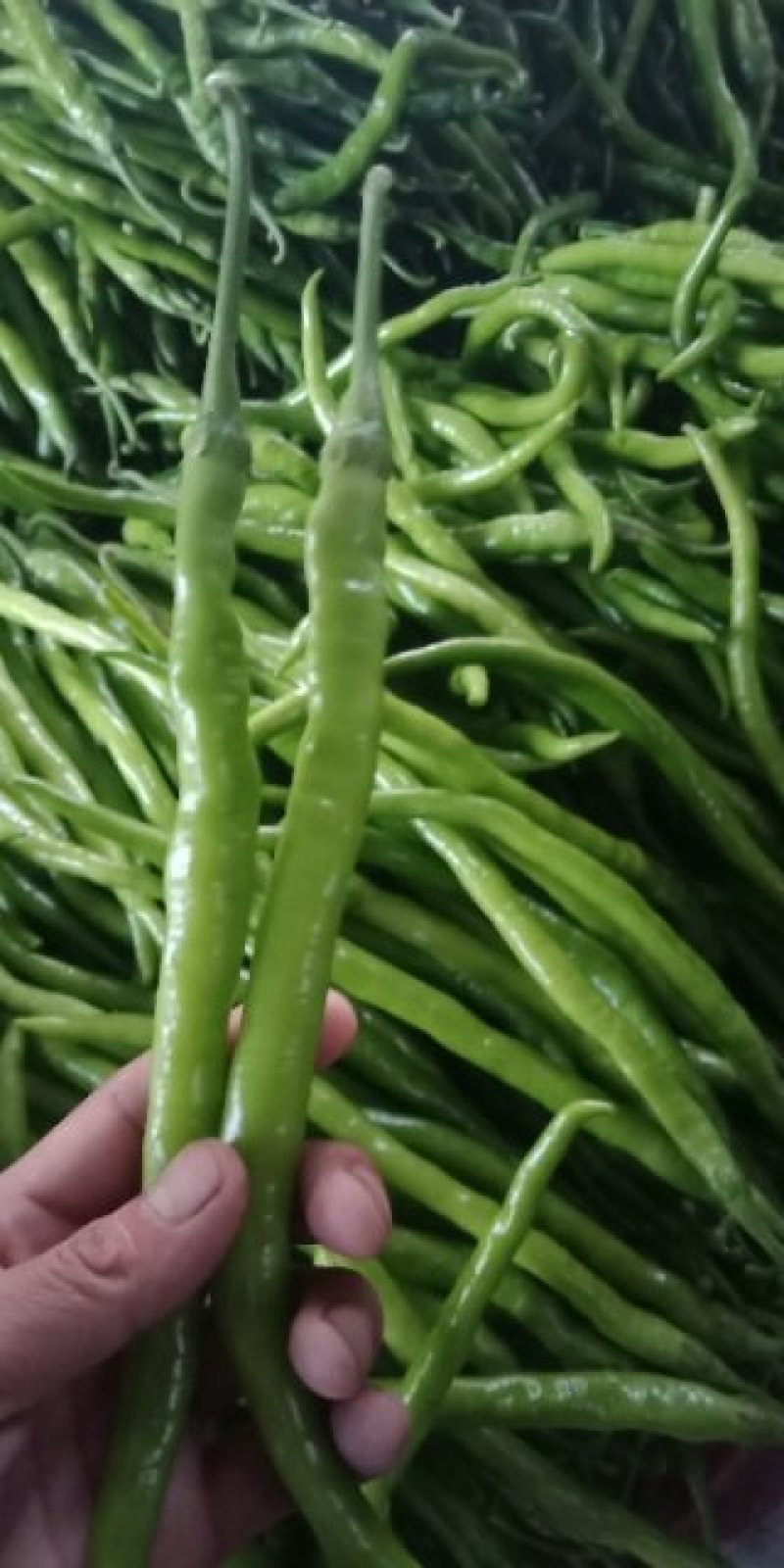 二荆条辣椒