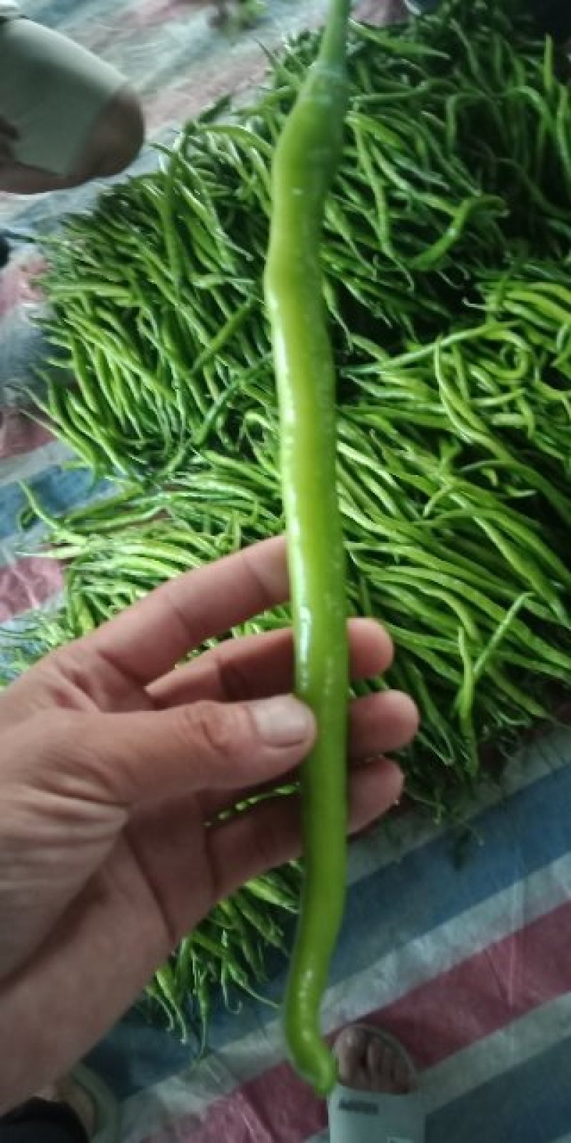 二荆条辣椒
