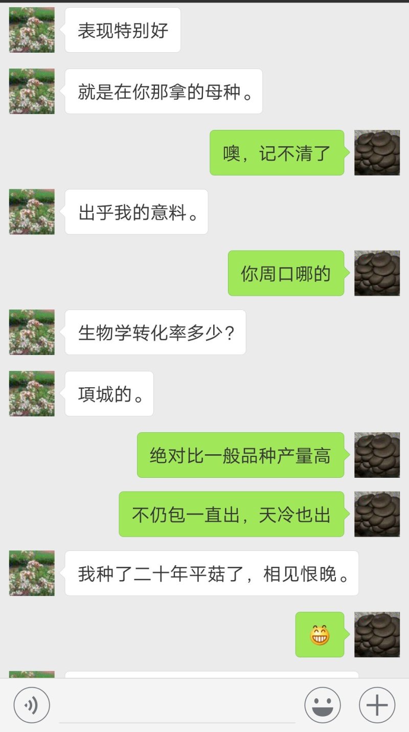 平菇菌种高产抗病‘丰平王’，母种，原种栽培种