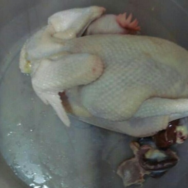 鸡肉