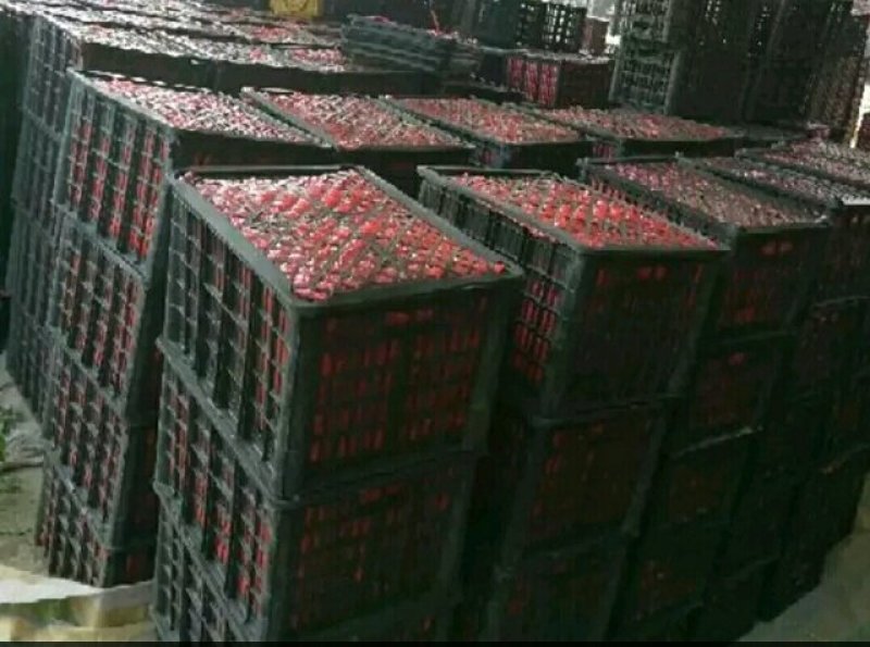 大量供应大红西红柿基地货源质量保证价格不高