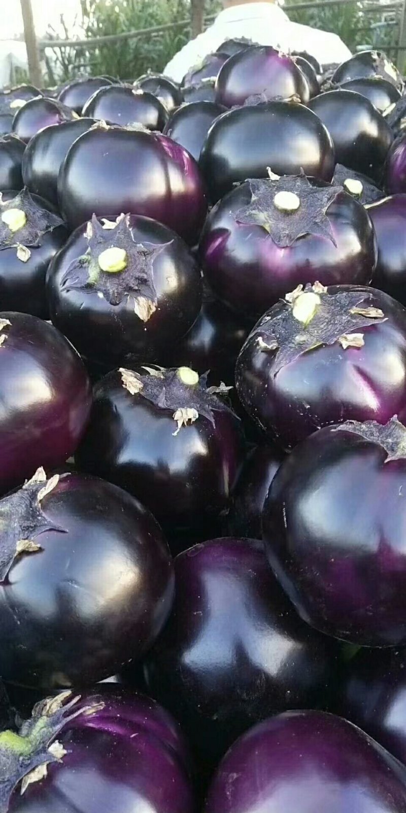 茄子
